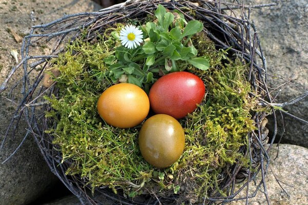 Nido di Pasqua: uova colorate in erba e muschio con camomilla