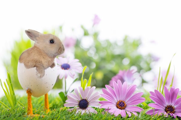 Lapin en coquille d oeuf sur une pelouse florale