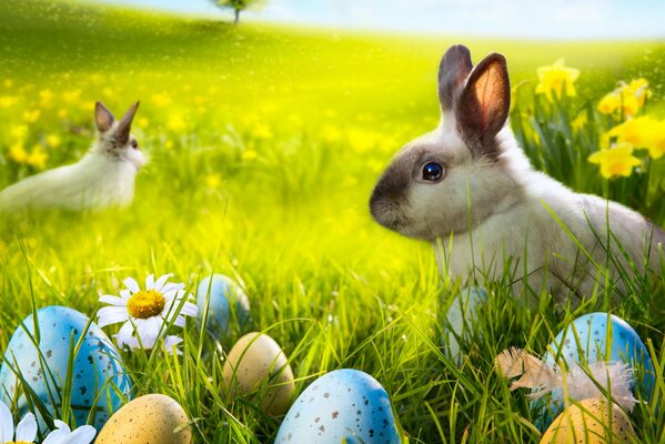 Lapin de Pâques dans le champ de camomille