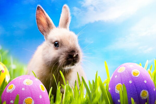 Lapins dans l herbe verte avec des oeufs de Pâques