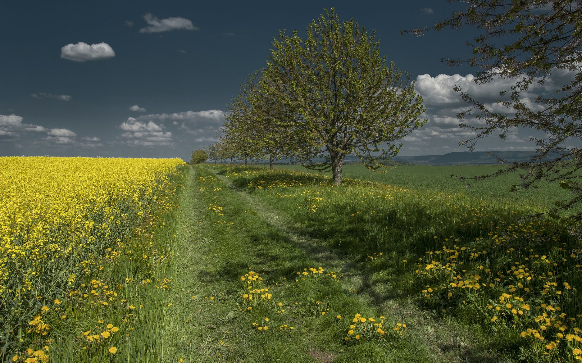 ky tree road the field grass flower dandelion rapeseed