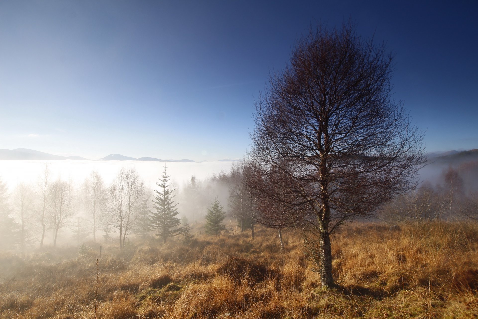 morgen baum nebel