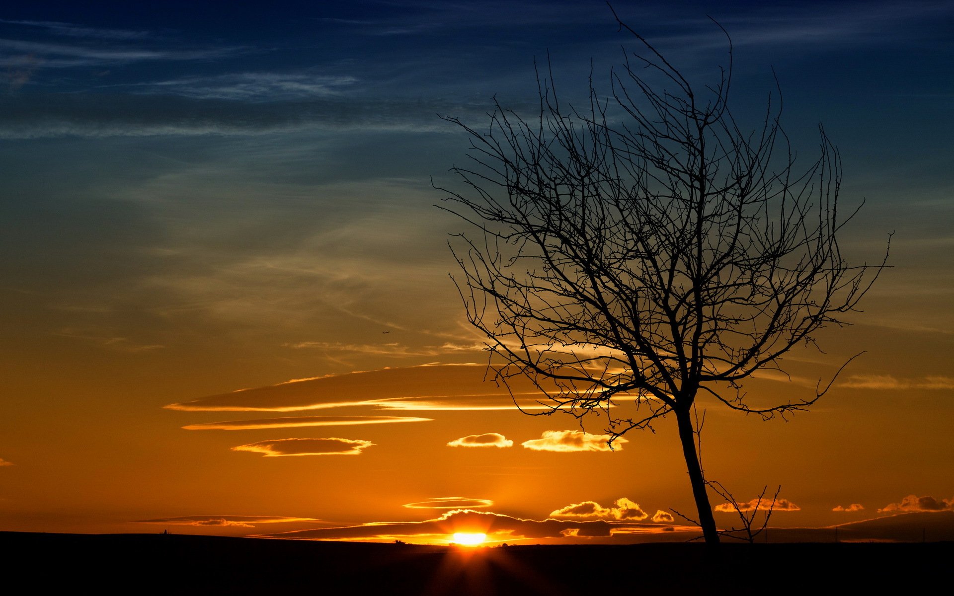 unset tree landscape