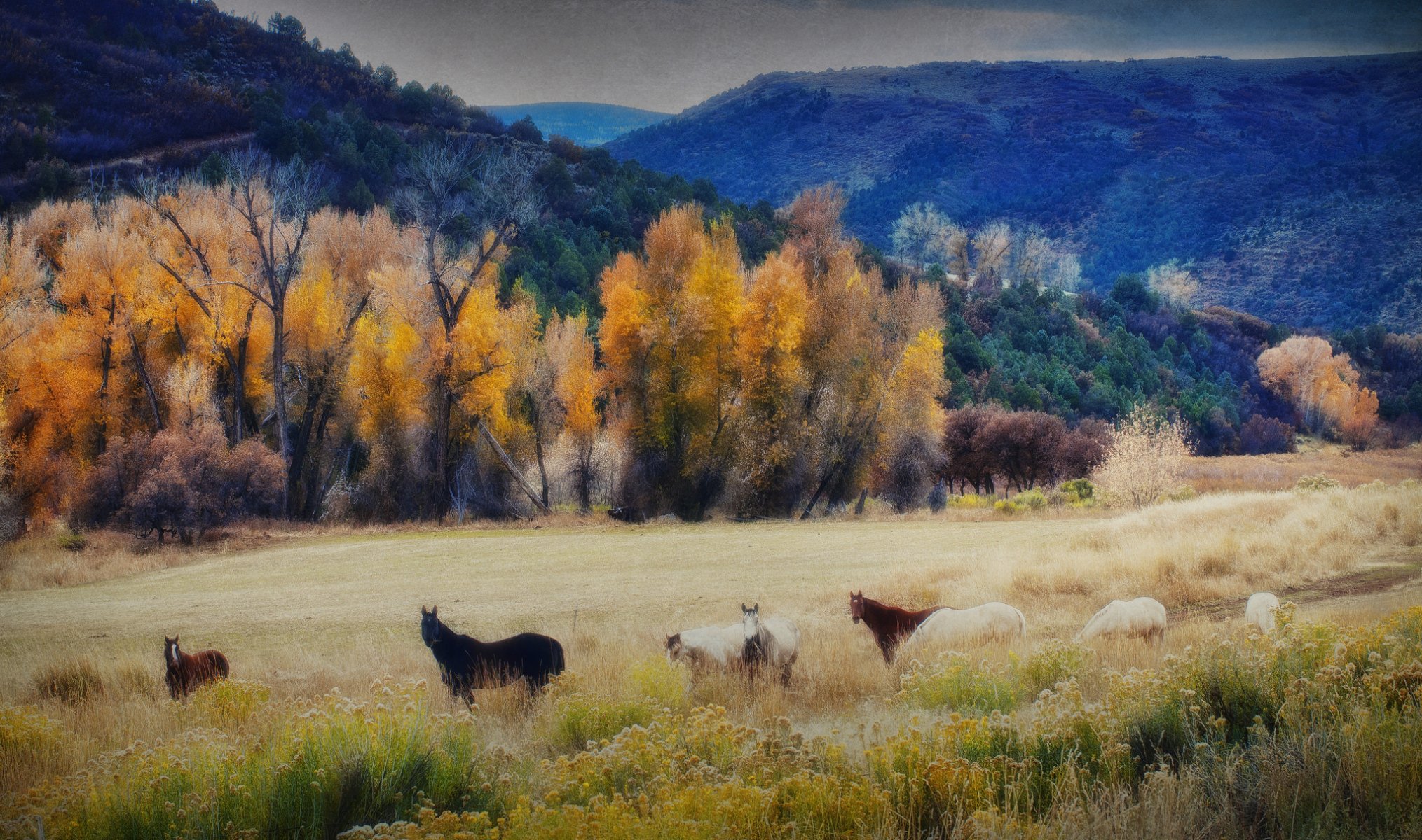 cielo montañas árboles caballos otoño