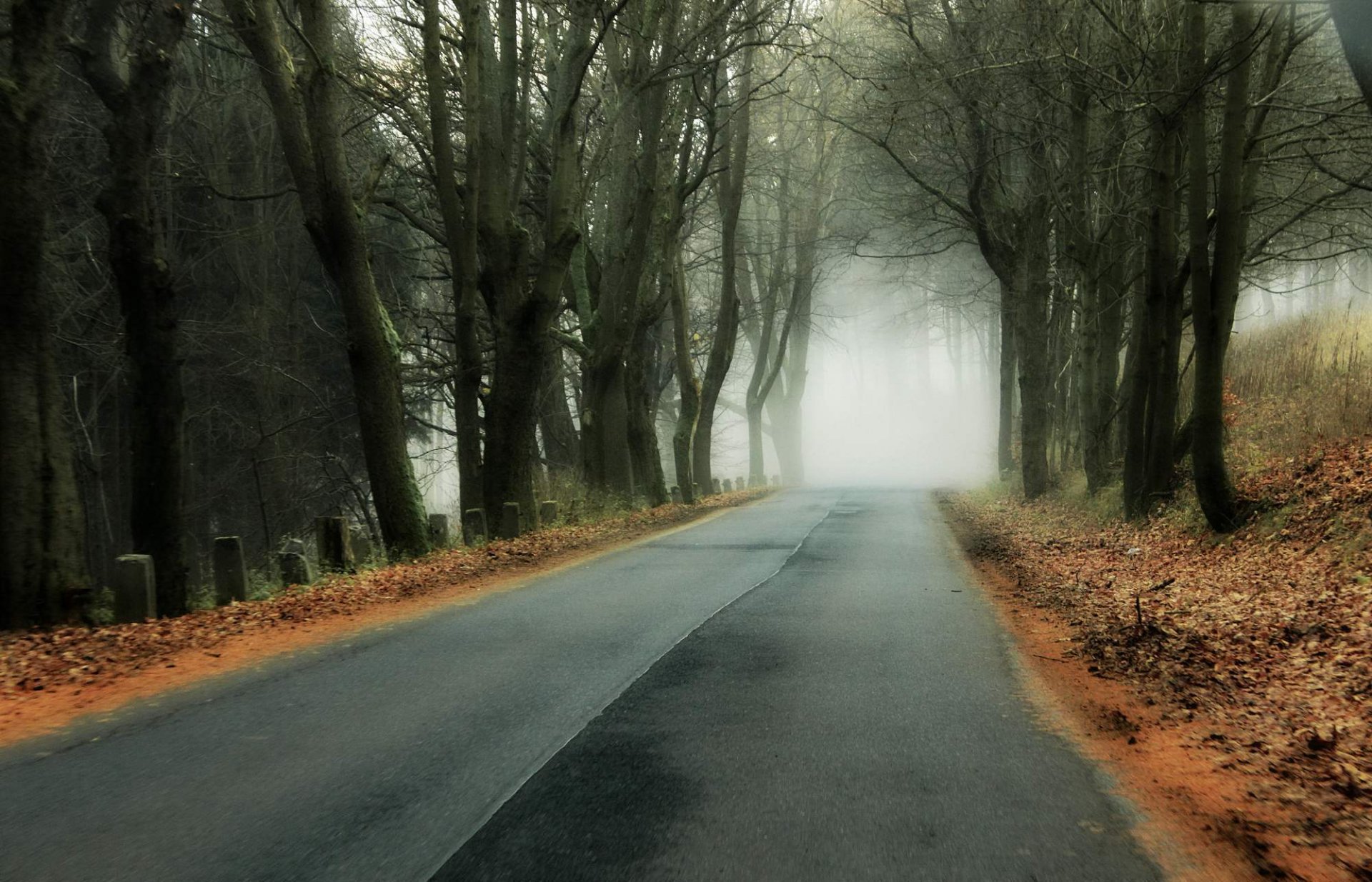 autumn forest road fog