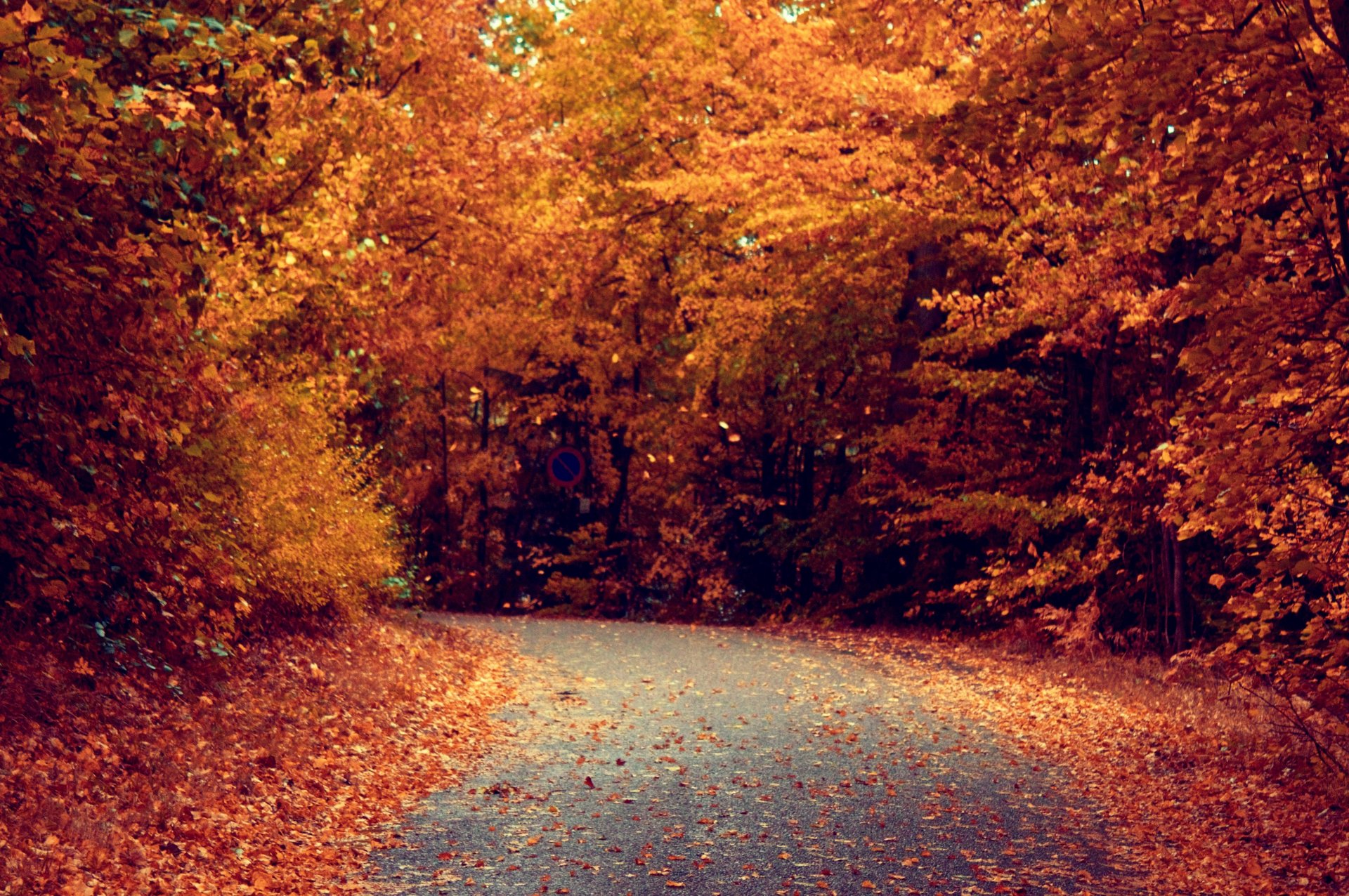 route arbres feuilles automne