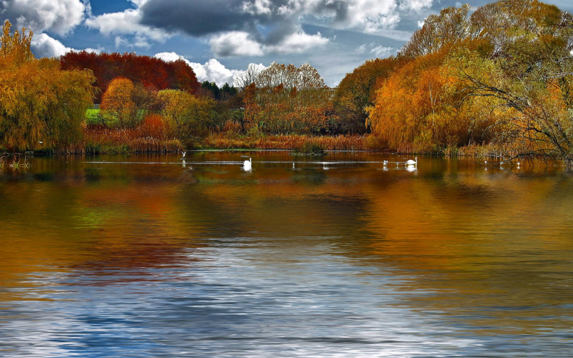 cielo nubes lago estanque árboles otoño aves cisnes