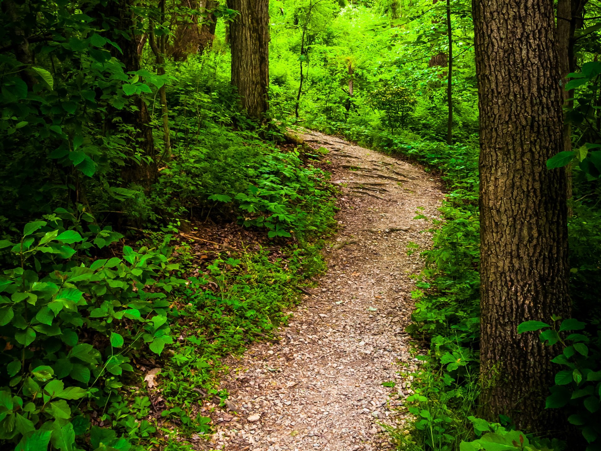 estados unidos parque parque estatal codorus pennsylvania arbustos tronco de árbol sendero naturaleza foto