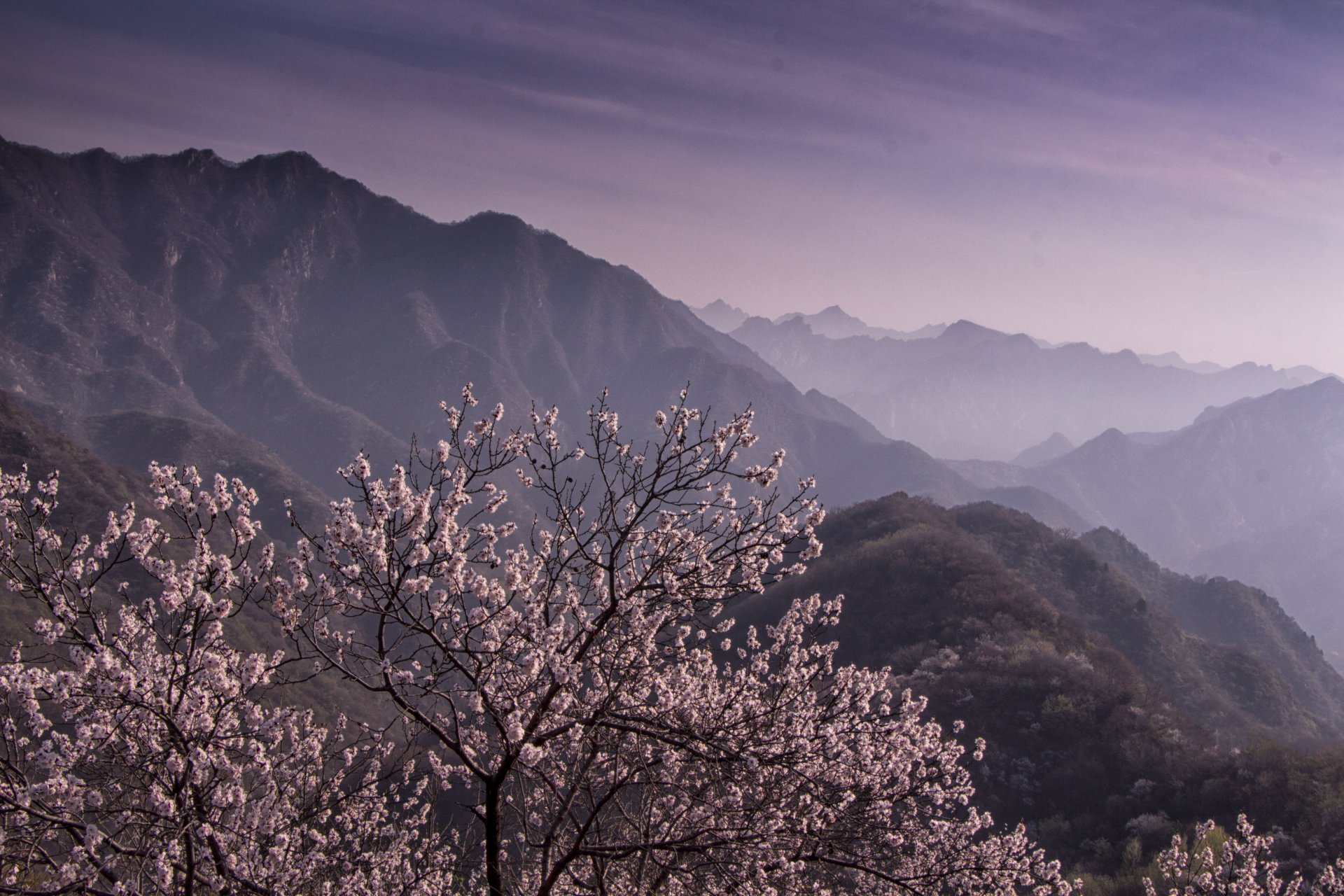 baum berge landschaft