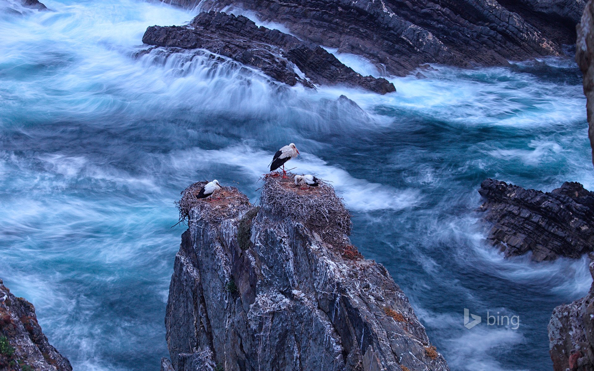 portugal odemira cabo sardão aves cigüeña blanca rocas mar