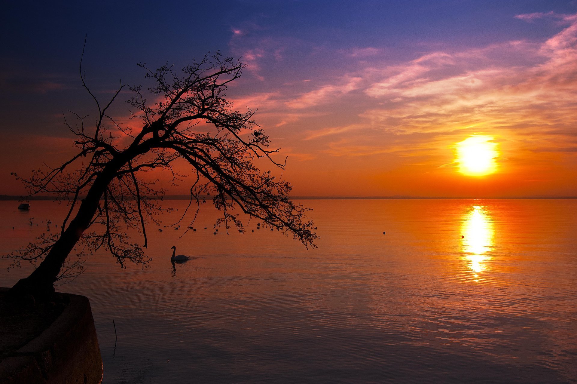 landscape nature . sky. sunset tree silhouette