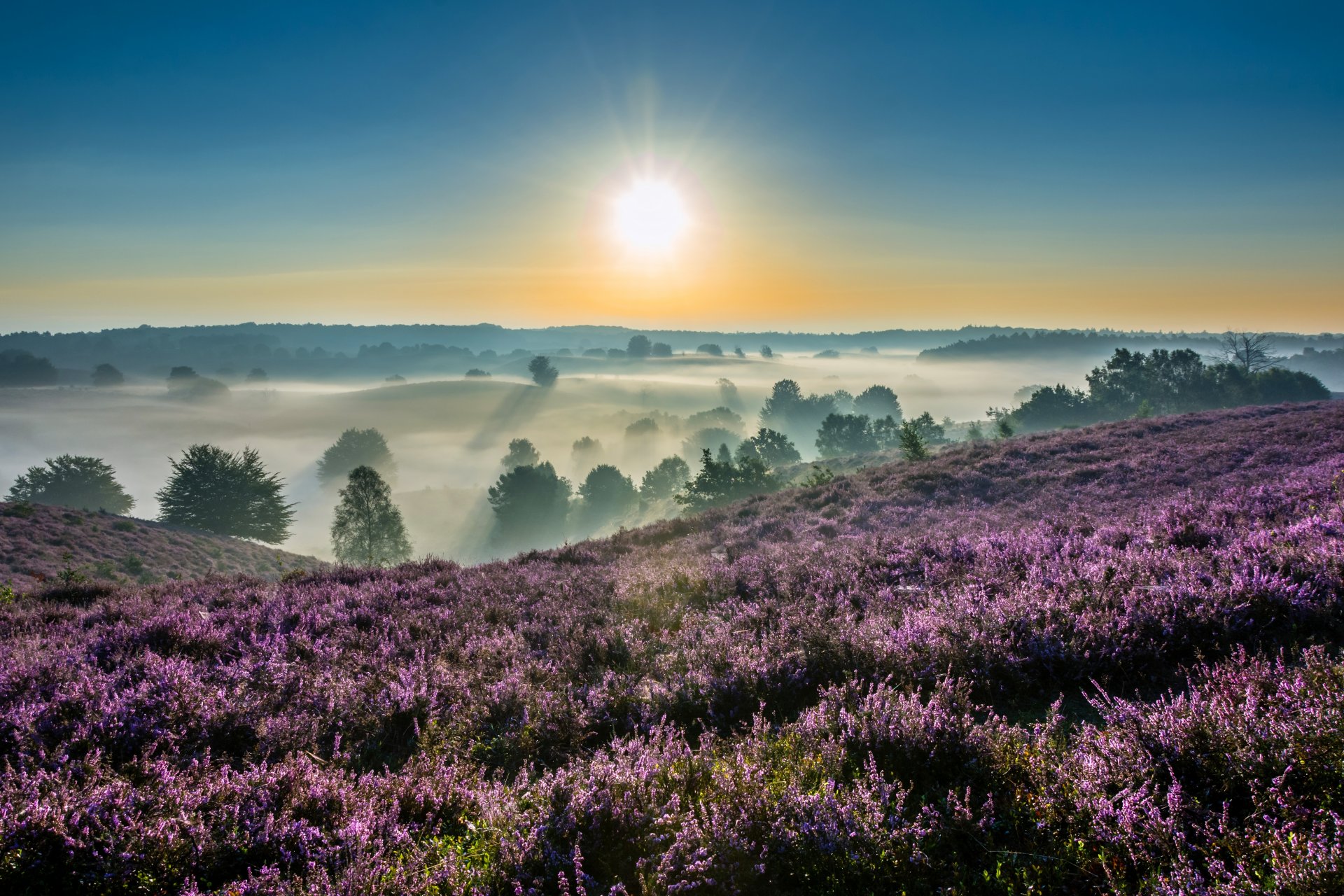 parque nacional hodge veluwe gelderland países bajos parque nacional de hoge veluwe mañana amanecer amanecer niebla brezo