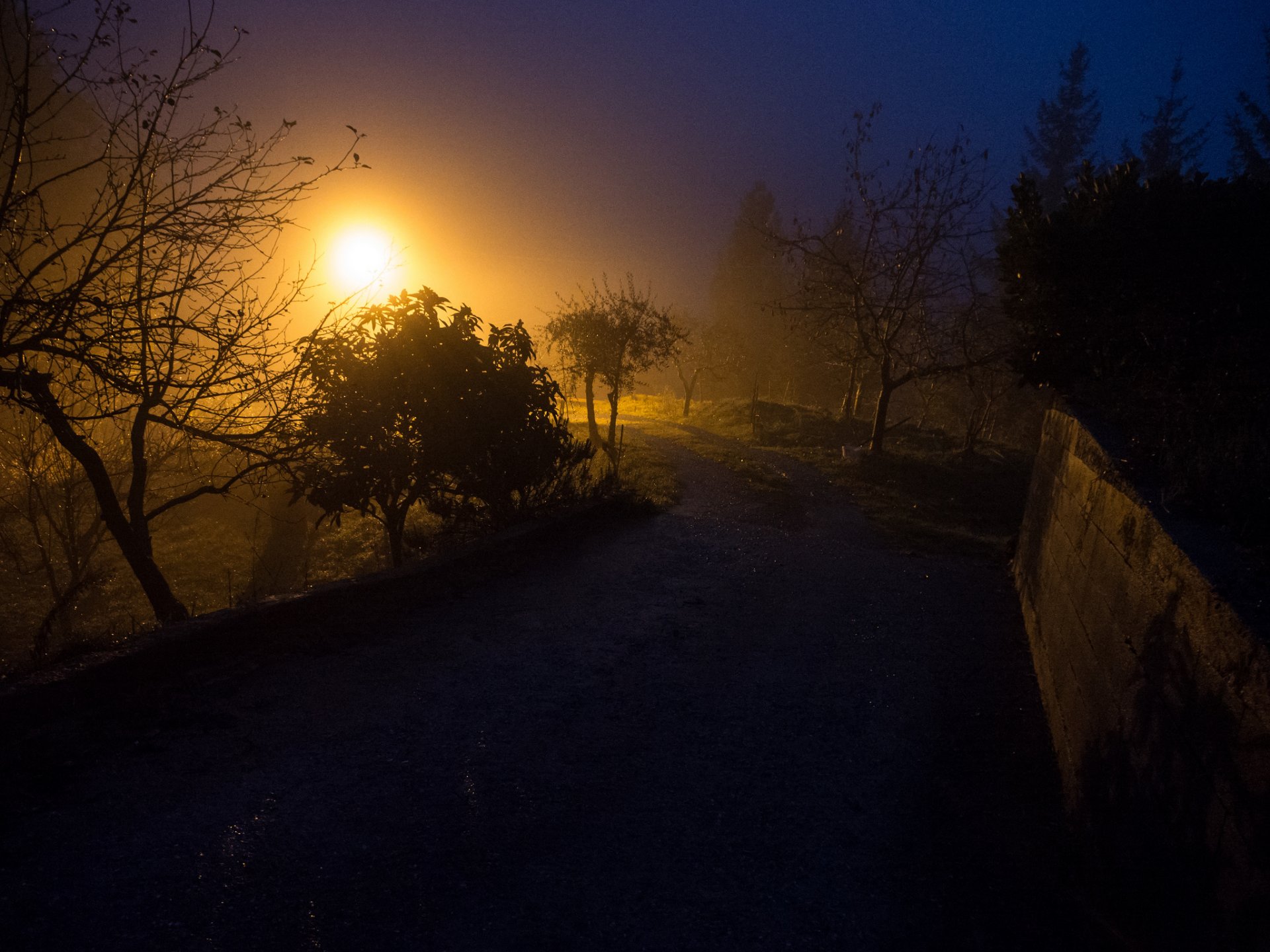 cielo niebla noche luz camino árboles cerca