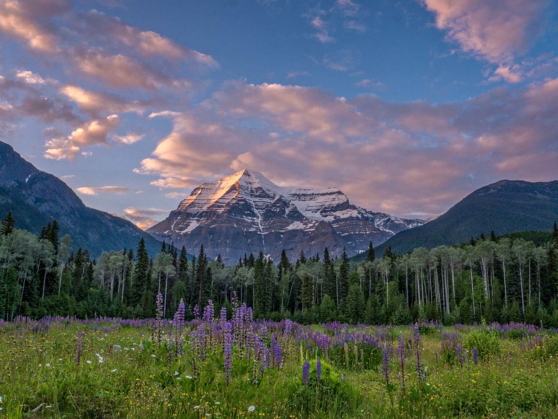 mont robson rocheuses canadiennes colombie-britannique canada rocheuses canadiennes montagnes prairie fleurs forêt arbres