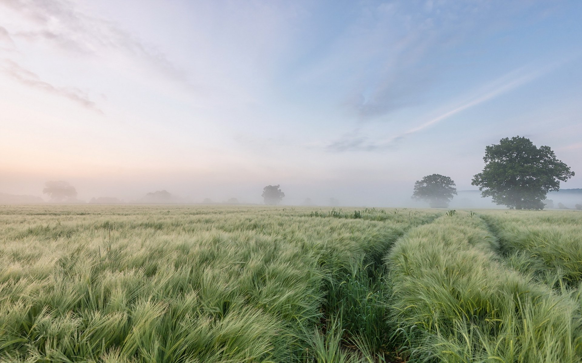 mattina campo nebbia paesaggio