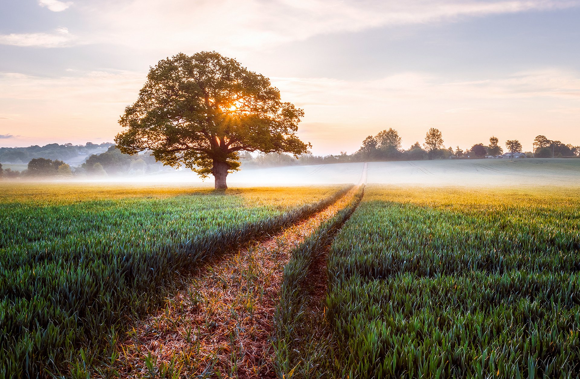 england feld baum morgen sonnenaufgang nebel natur landschaft