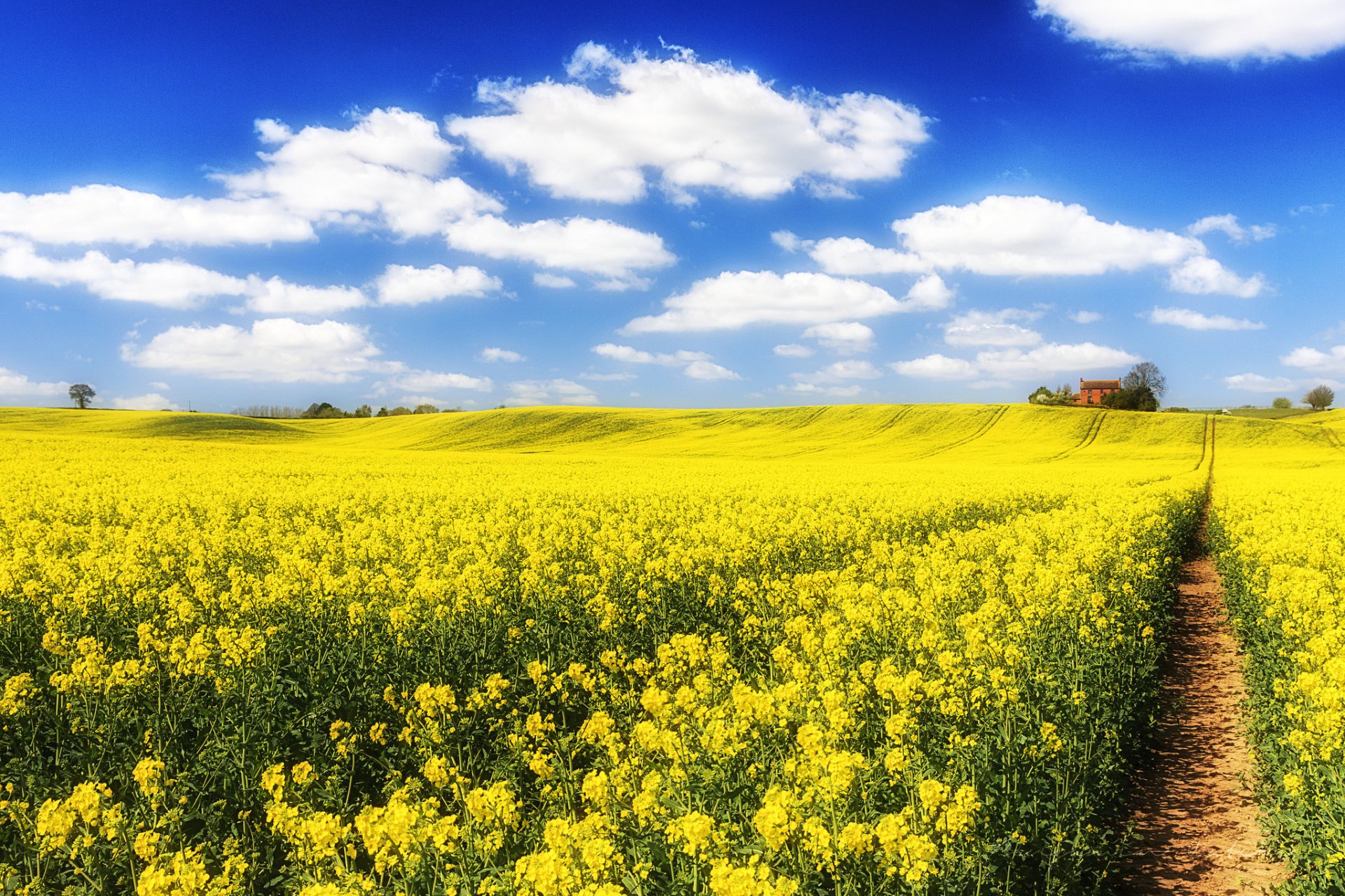 himmel wolken feld blumen raps weg haus