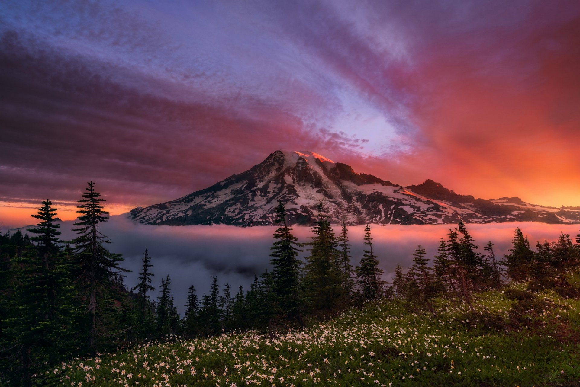 usa staat washington berg stratovulkan rainier morgen himmel wald blumen