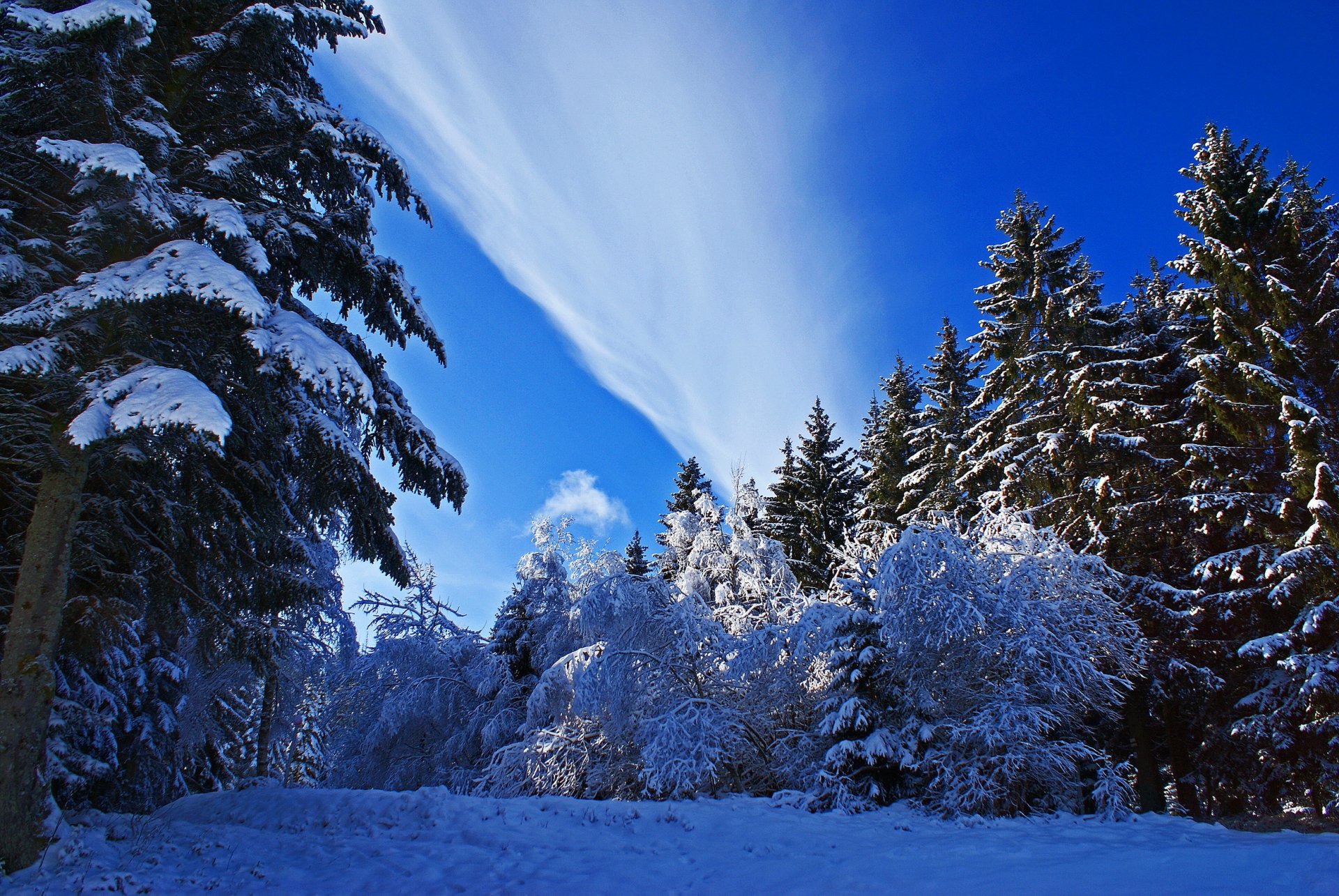 winter schnee bäume fichte natur foto