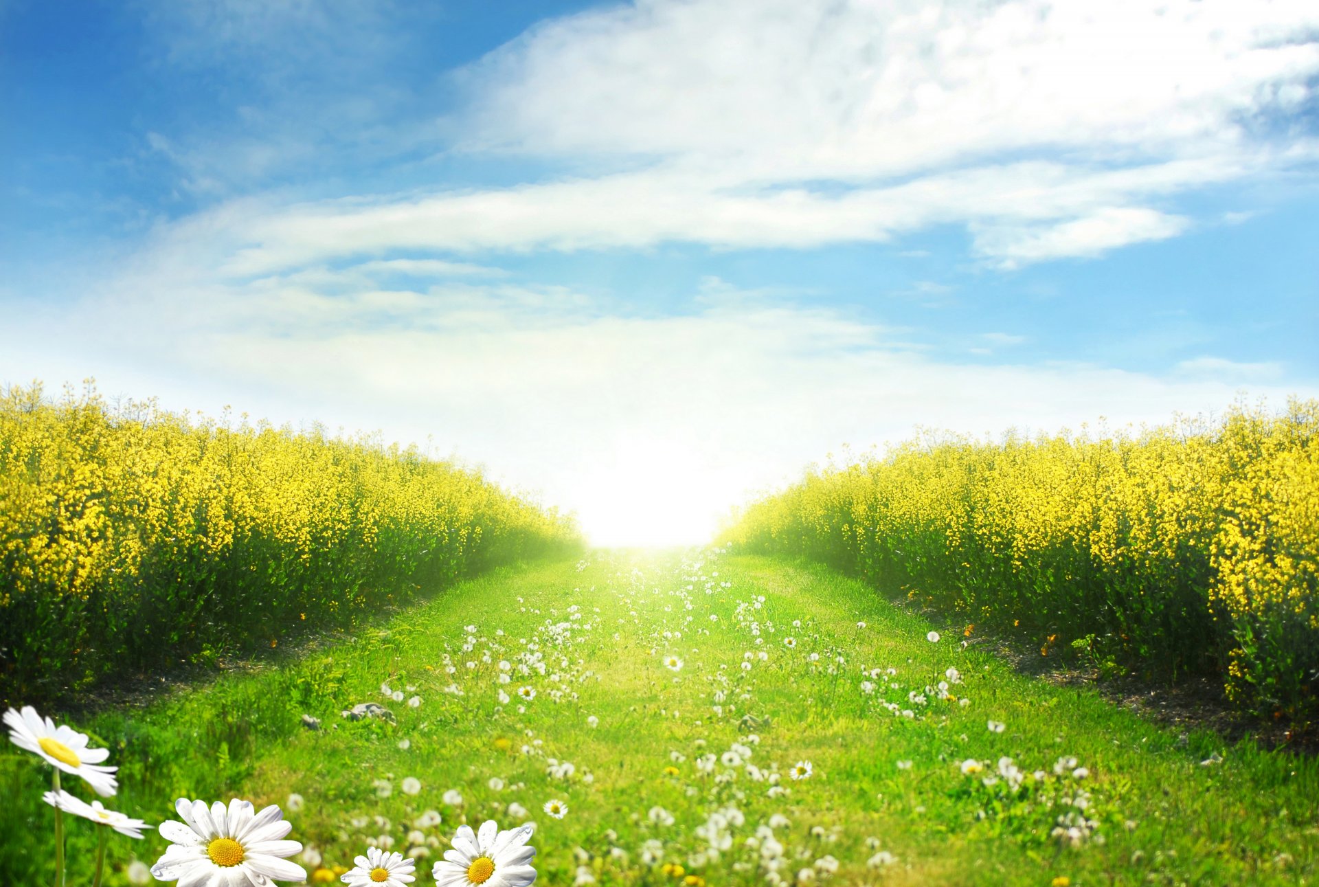 landscape flowers road daisies dandelions dandelion