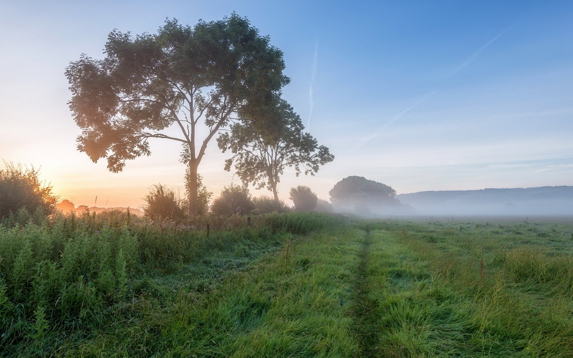 champ matin brouillard paysage