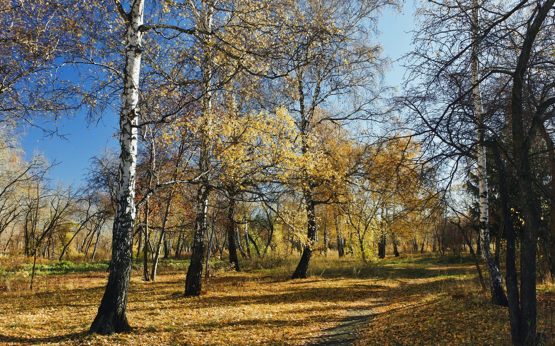 las jesień przyroda