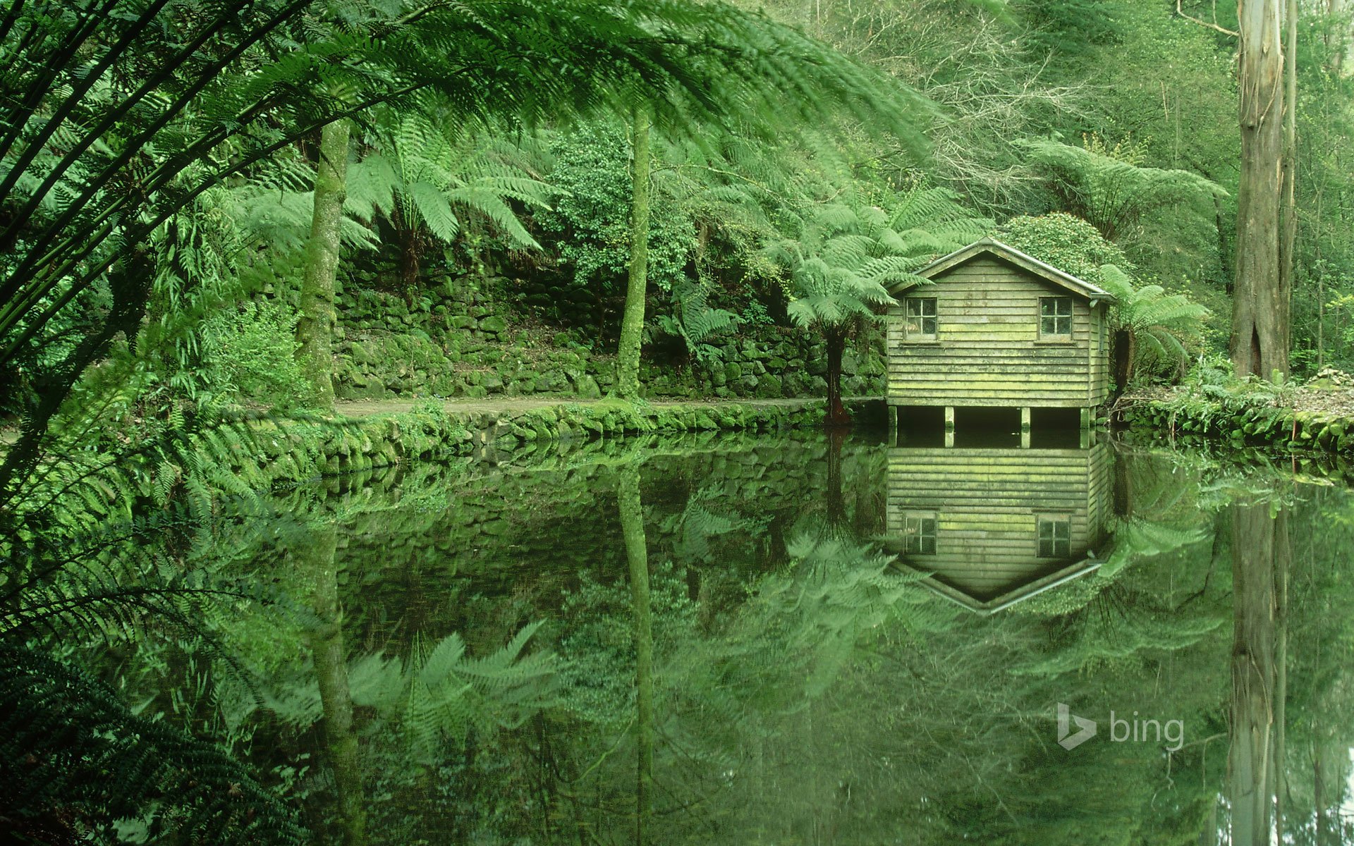 dandenong victoria australie forêt fourrés arbres lac maison