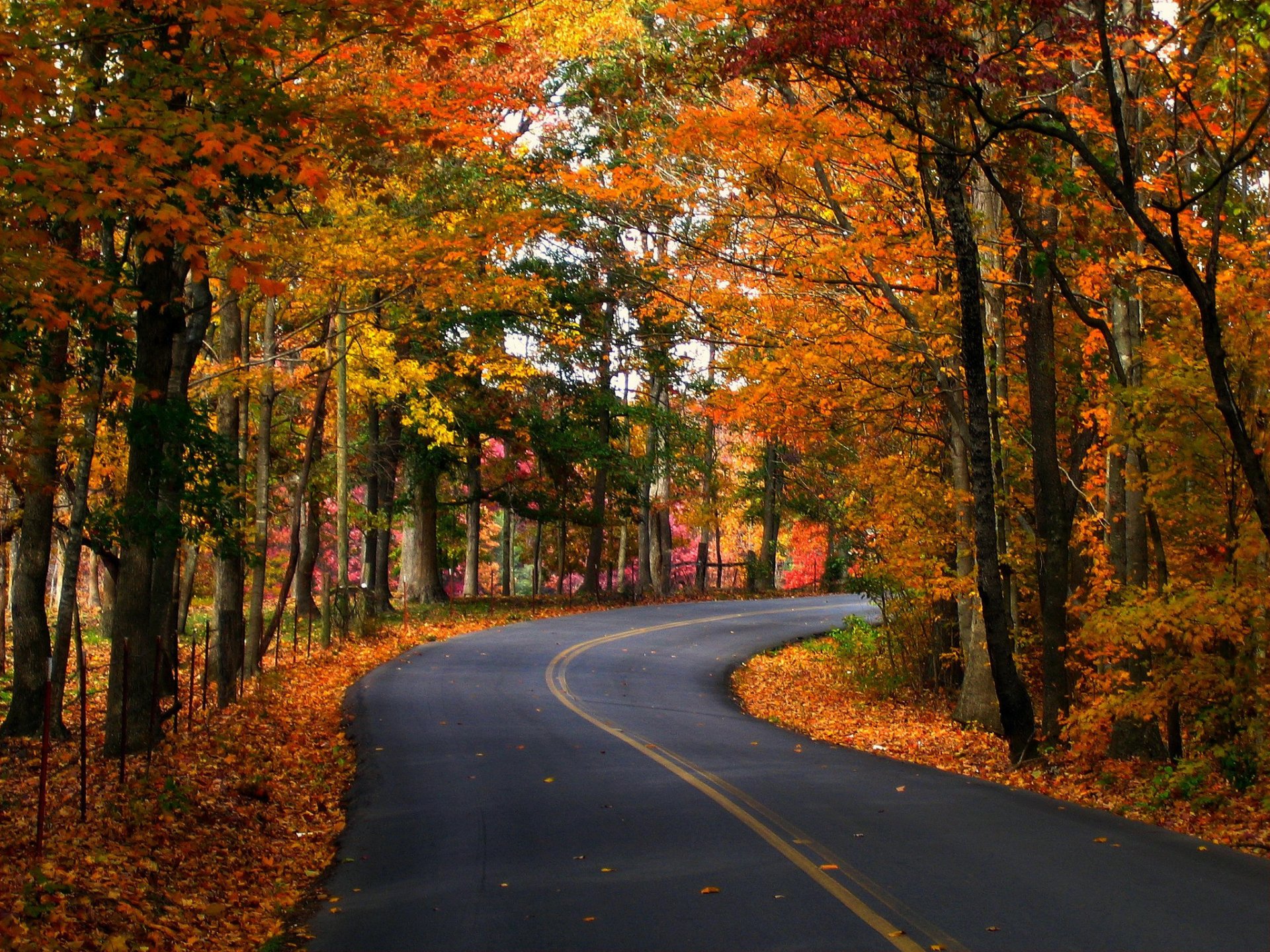 herbst straße bäume blätter natur foto