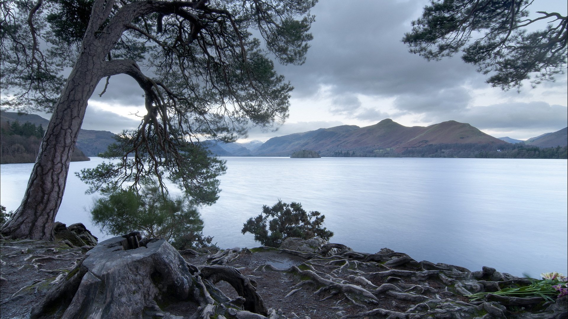 lake tree landscape