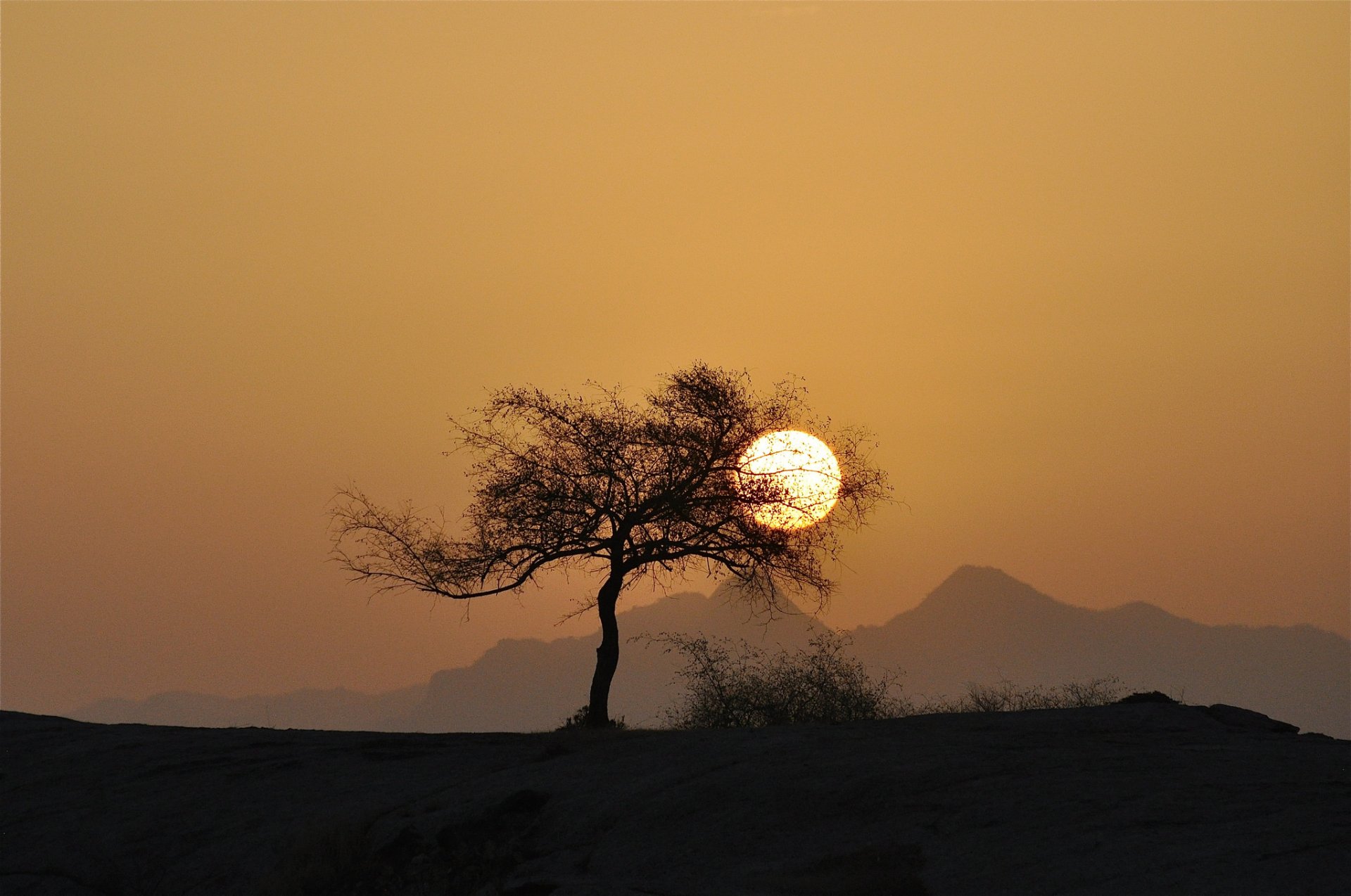 ciel soleil coucher de soleil montagnes arbre silhouette