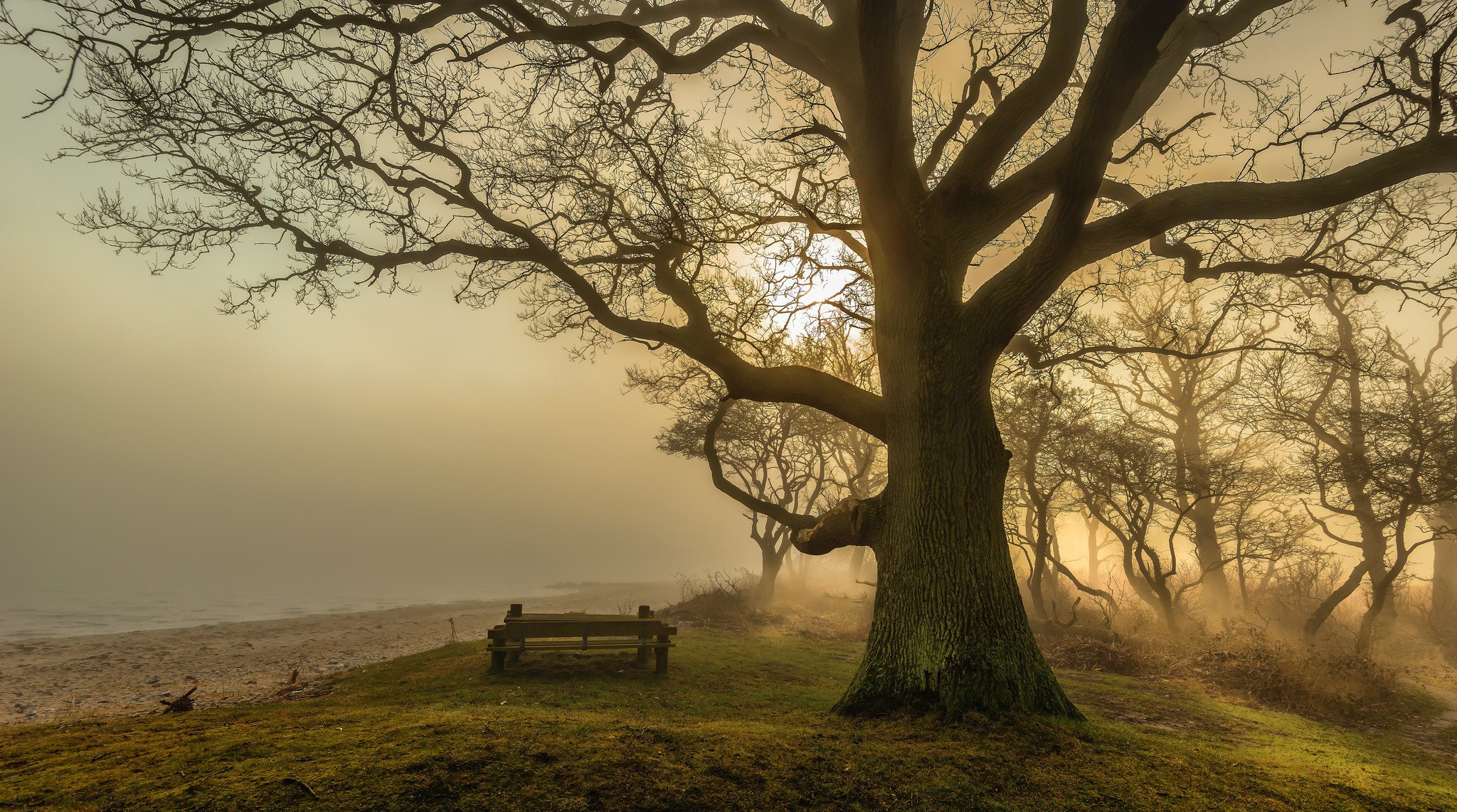 beach tree benches fog sun light shadow