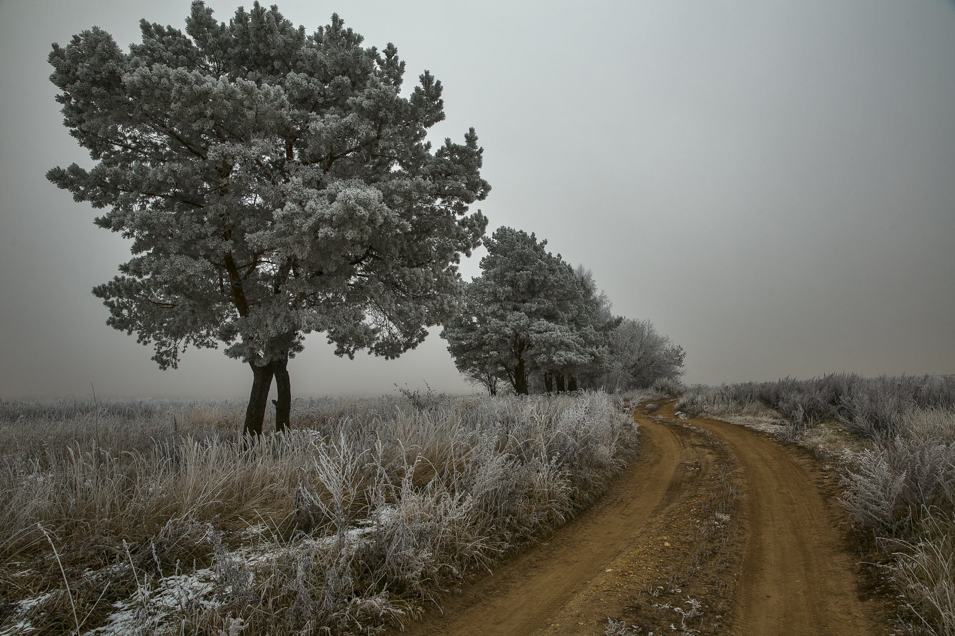 road tree autumn frost