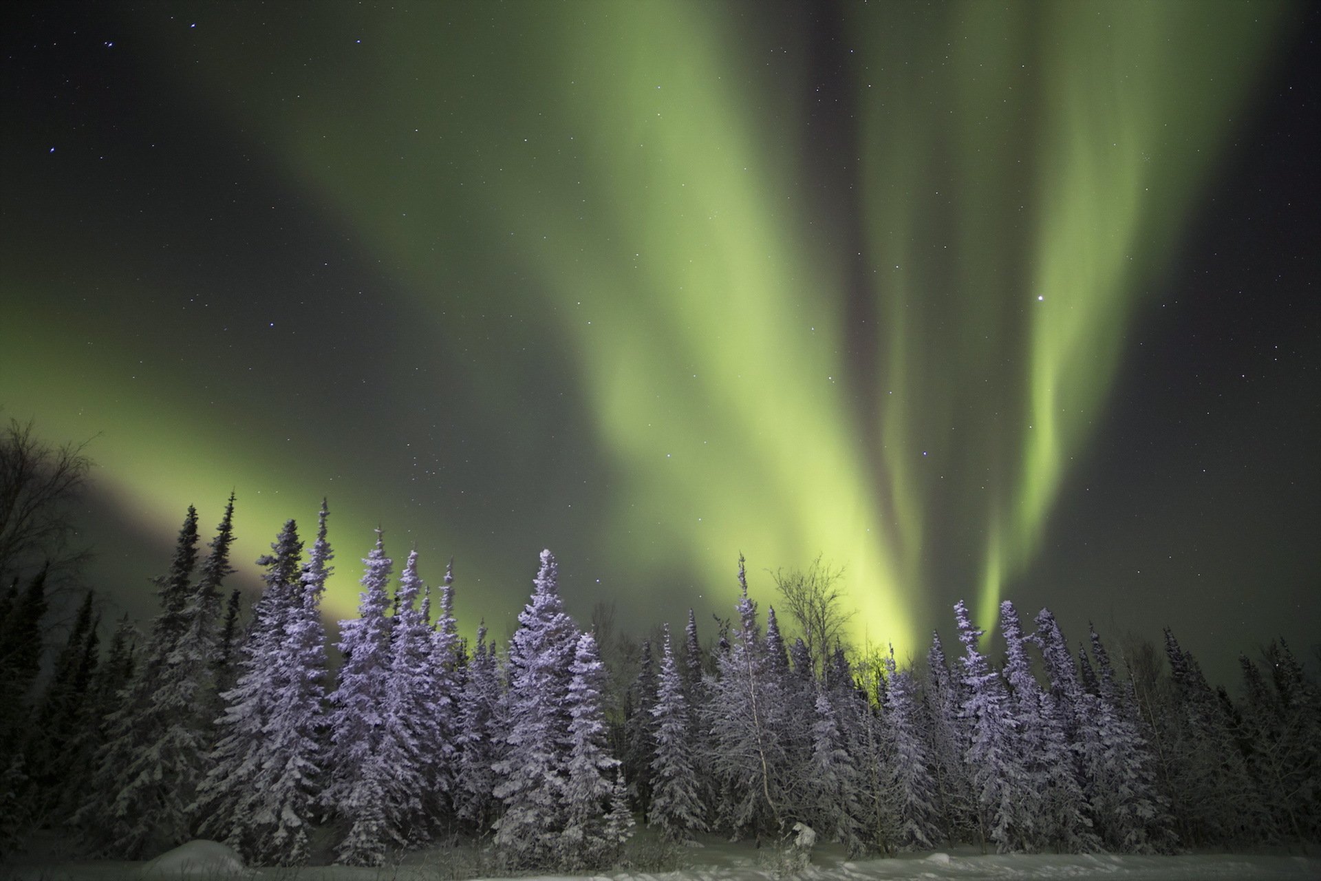 lights night winter forest