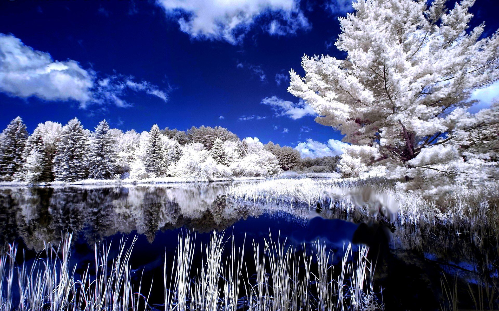 winter tree reflection