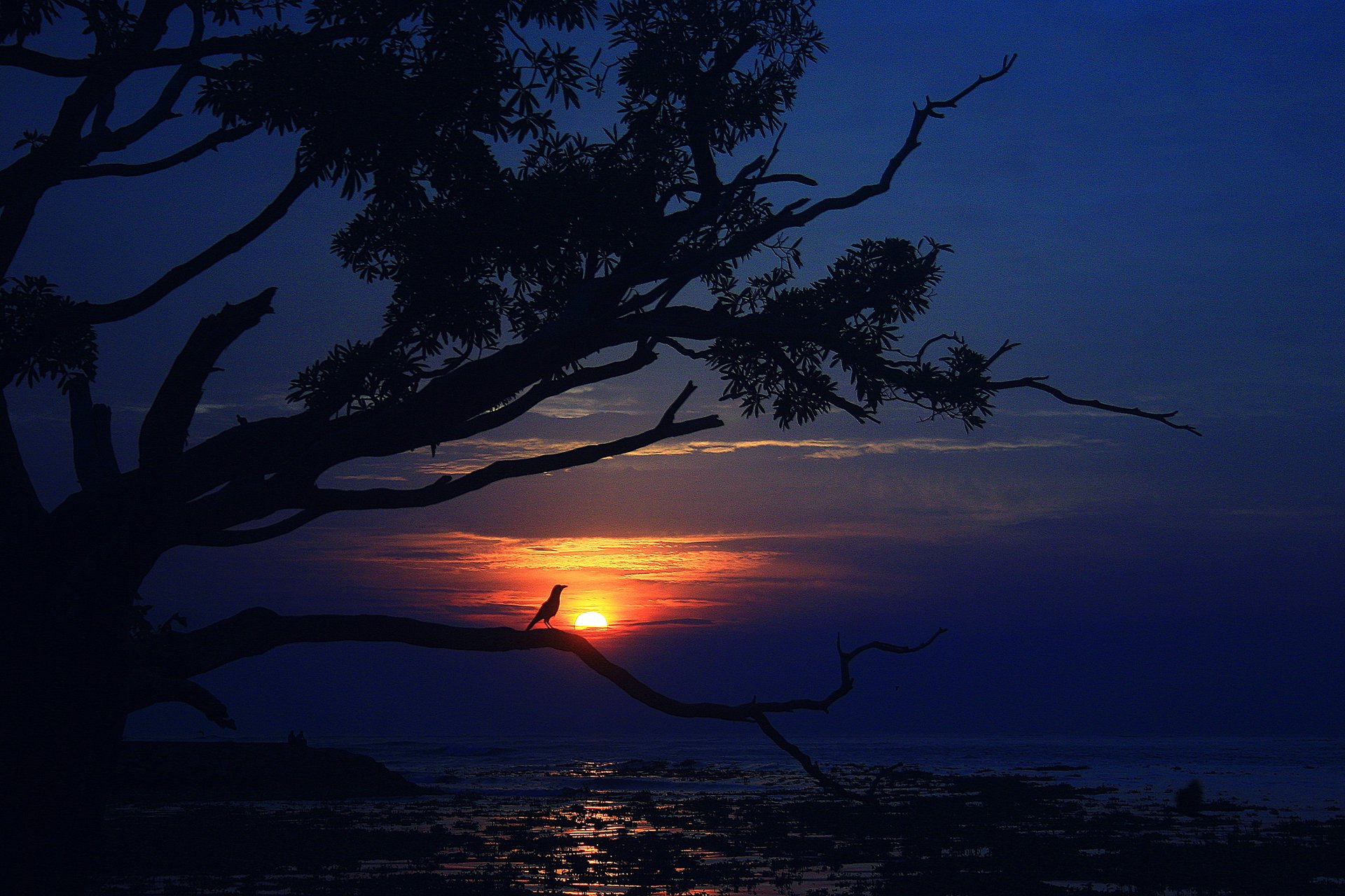 cielo nuvole tramonto mare albero uccello