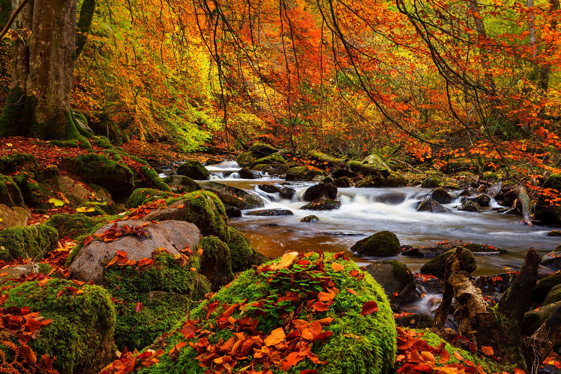 naturaleza paisaje bosque árboles otoño río otoño ver