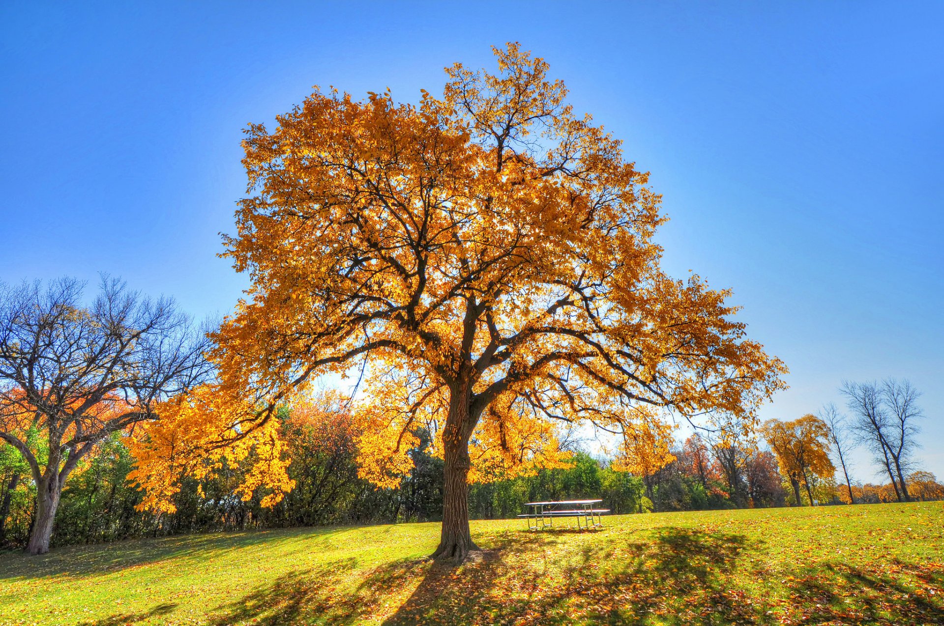 cielo parco albero erba autunno tavolo panchina