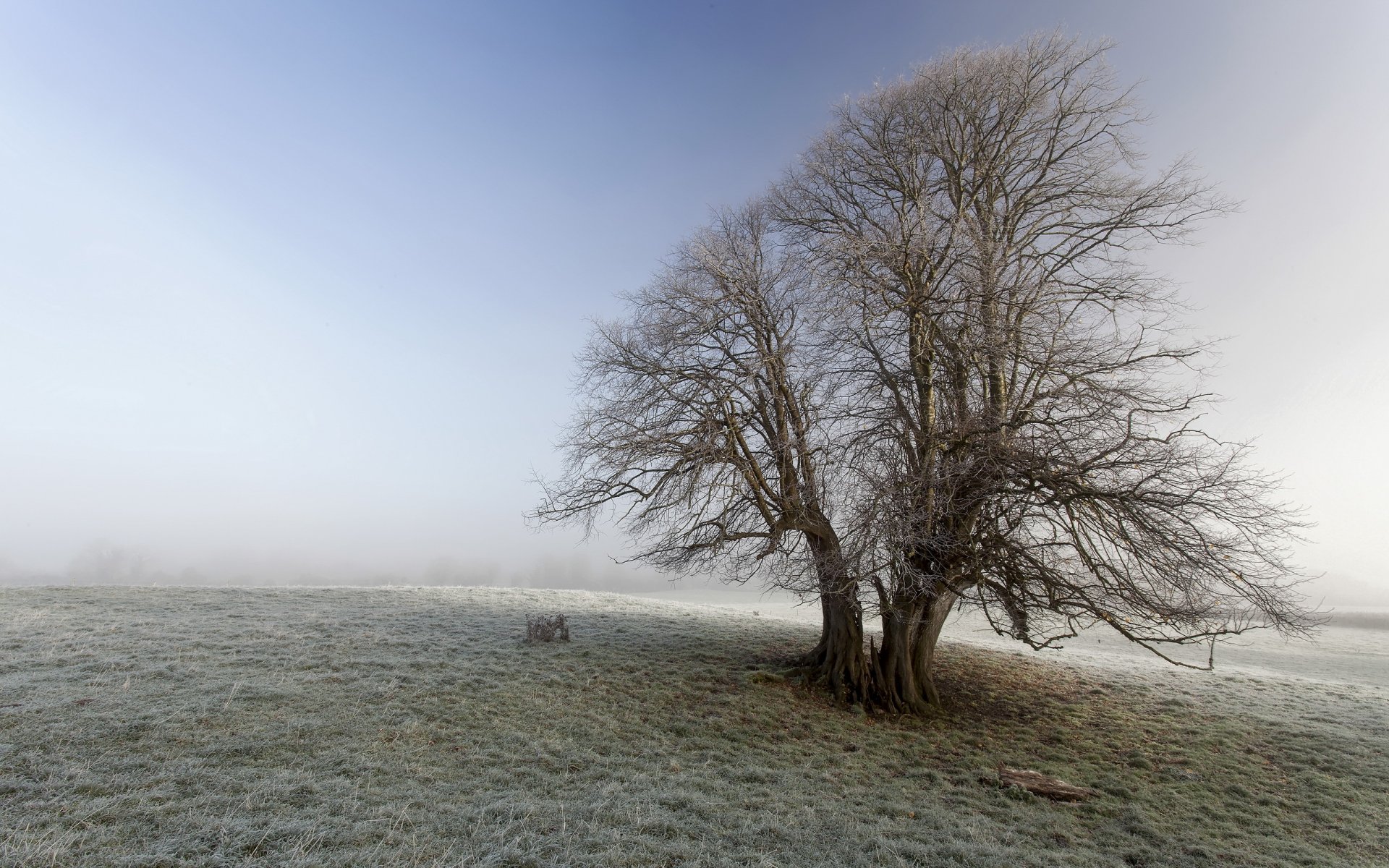 champ arbre givre