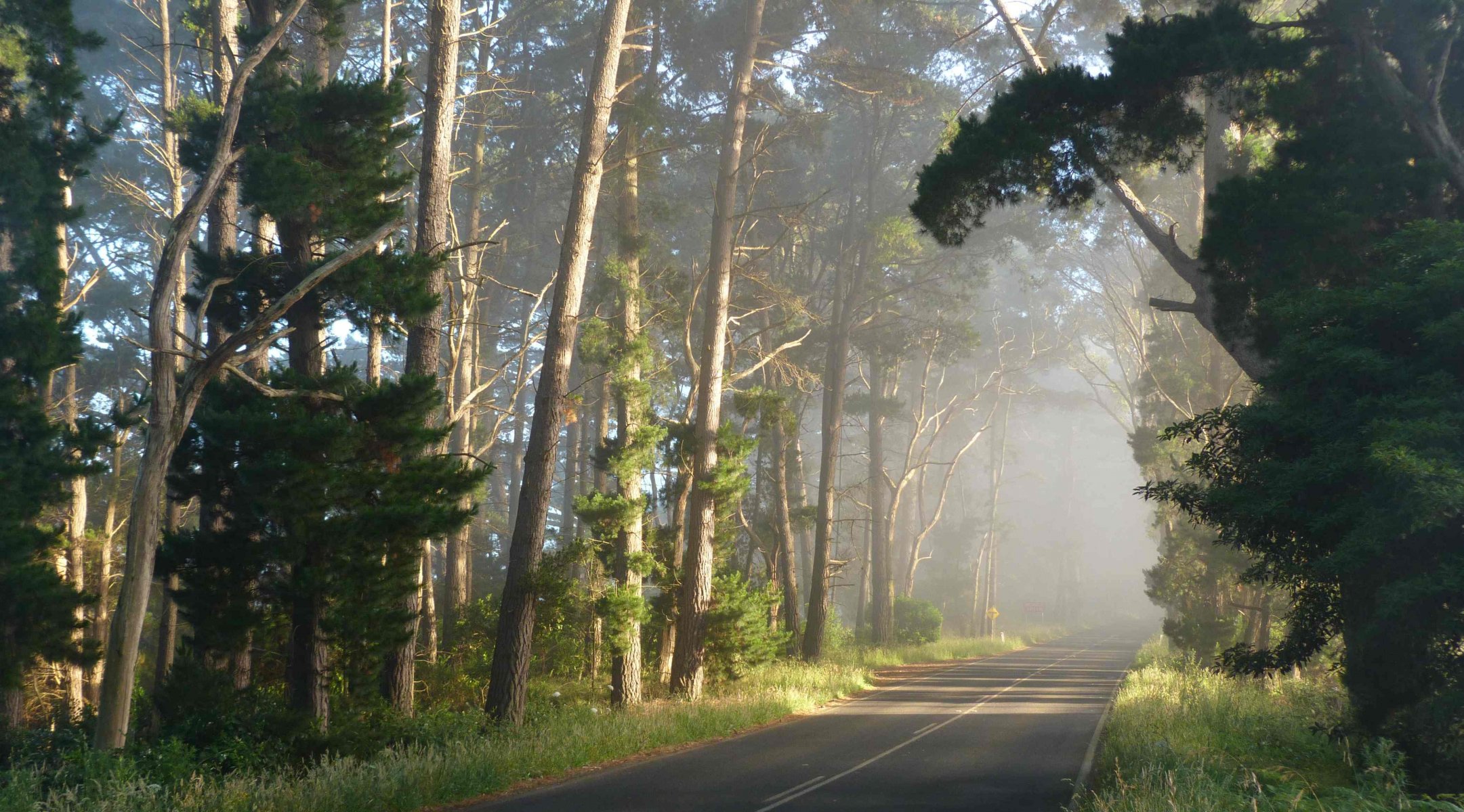 road forest landscape nature