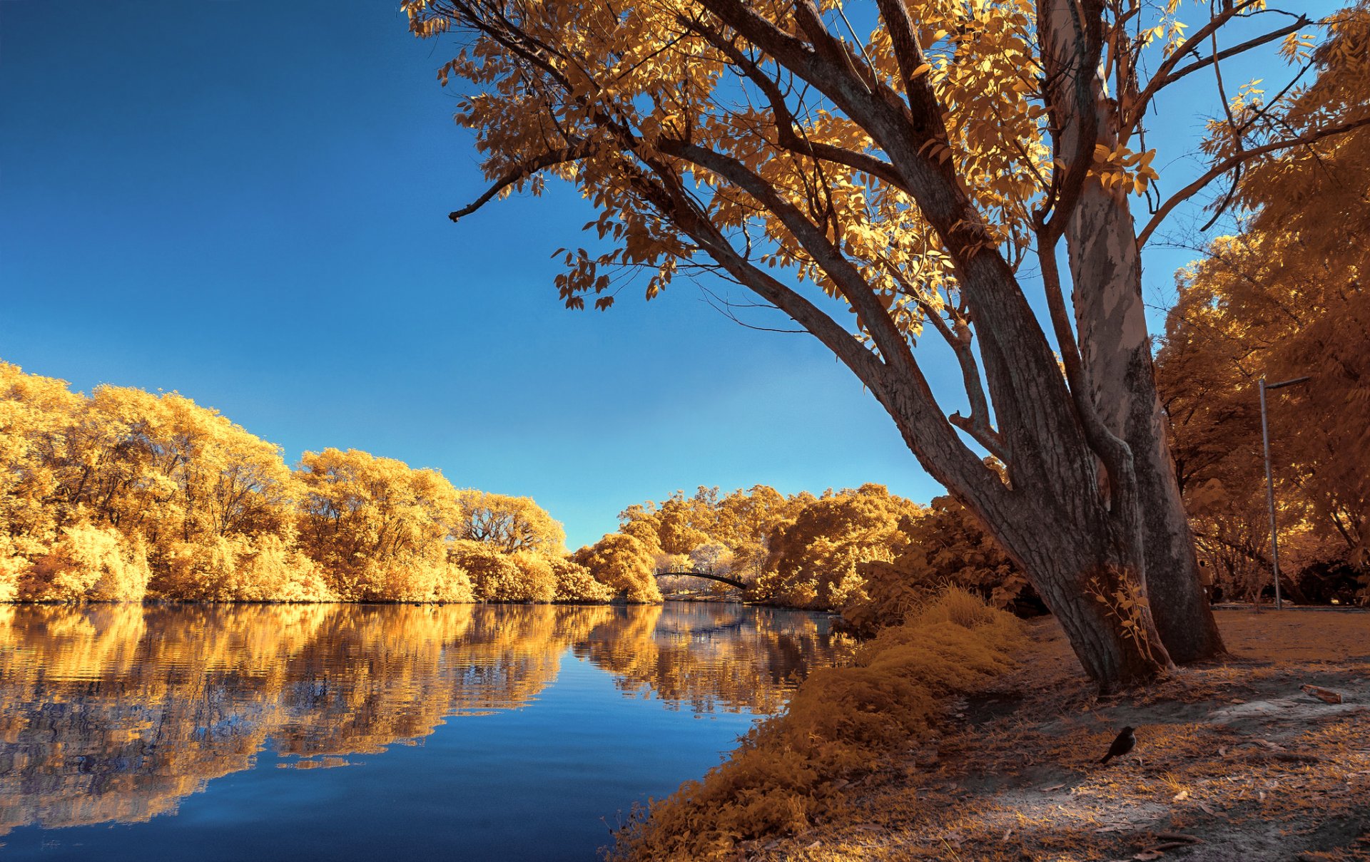 park pond tree autumn sky