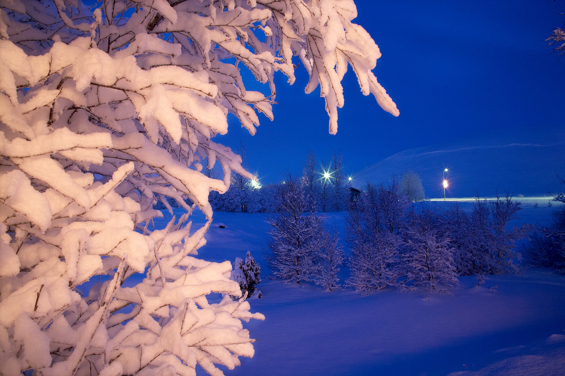 night park winter tree snow