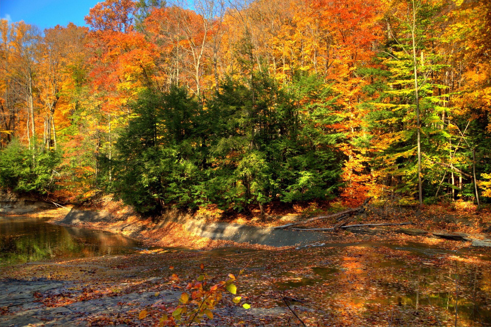 otoño bosque camino naturaleza foto