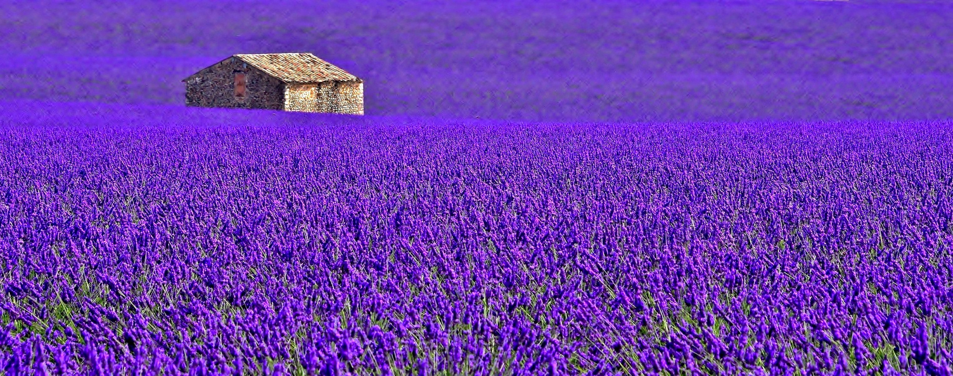 francia provenza fiori lavanda casa piantagione campo prato