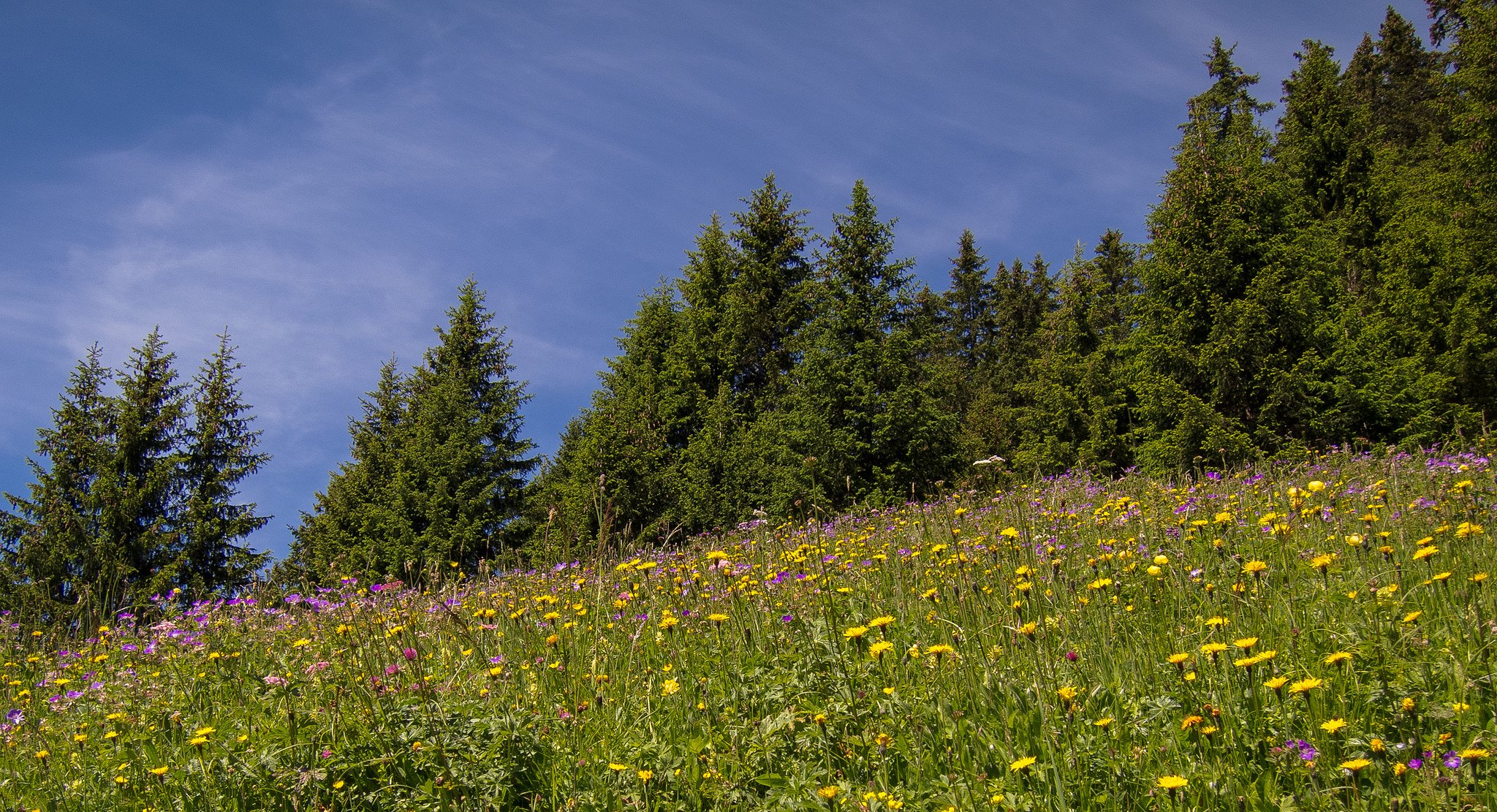 eggenschwand switzerland meadow flower tree