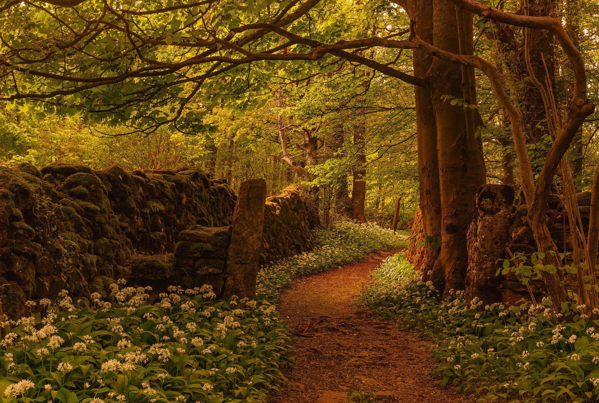 camino flores árboles cerca inglaterra