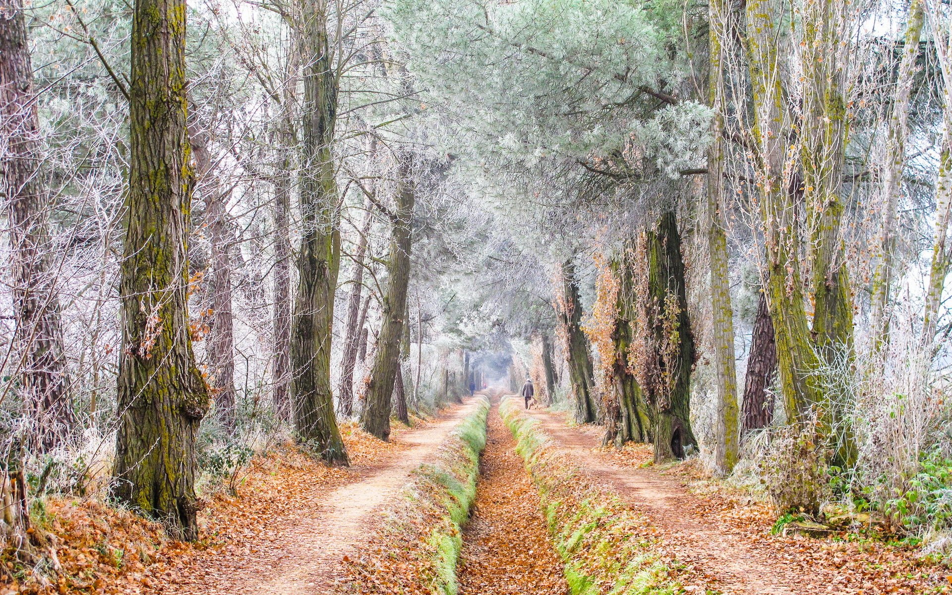 strada alberi gelo