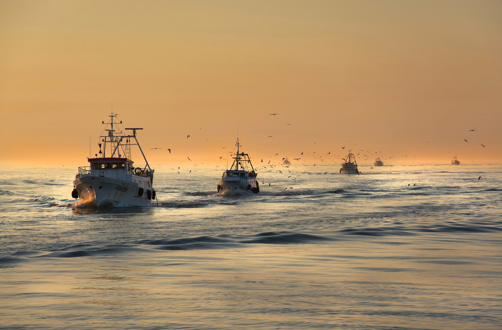 mare barche pesca uccelli gabbiani mattina