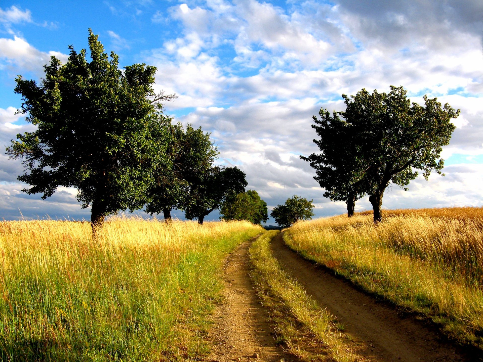 road the field tree