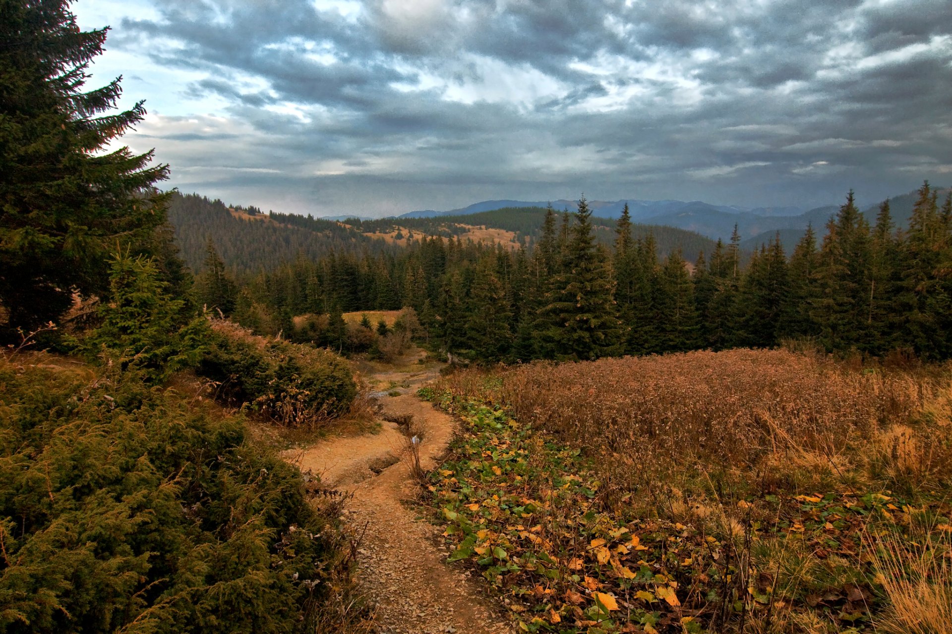 ukraine vorokhta forêt clairière herbe arbres montagnes nuages