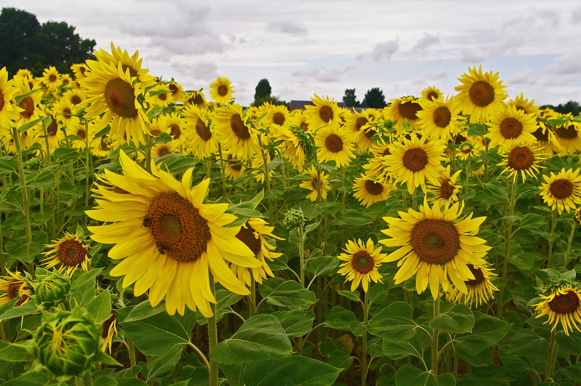 feld bäume sonnenblume himmel blumen blütenblätter